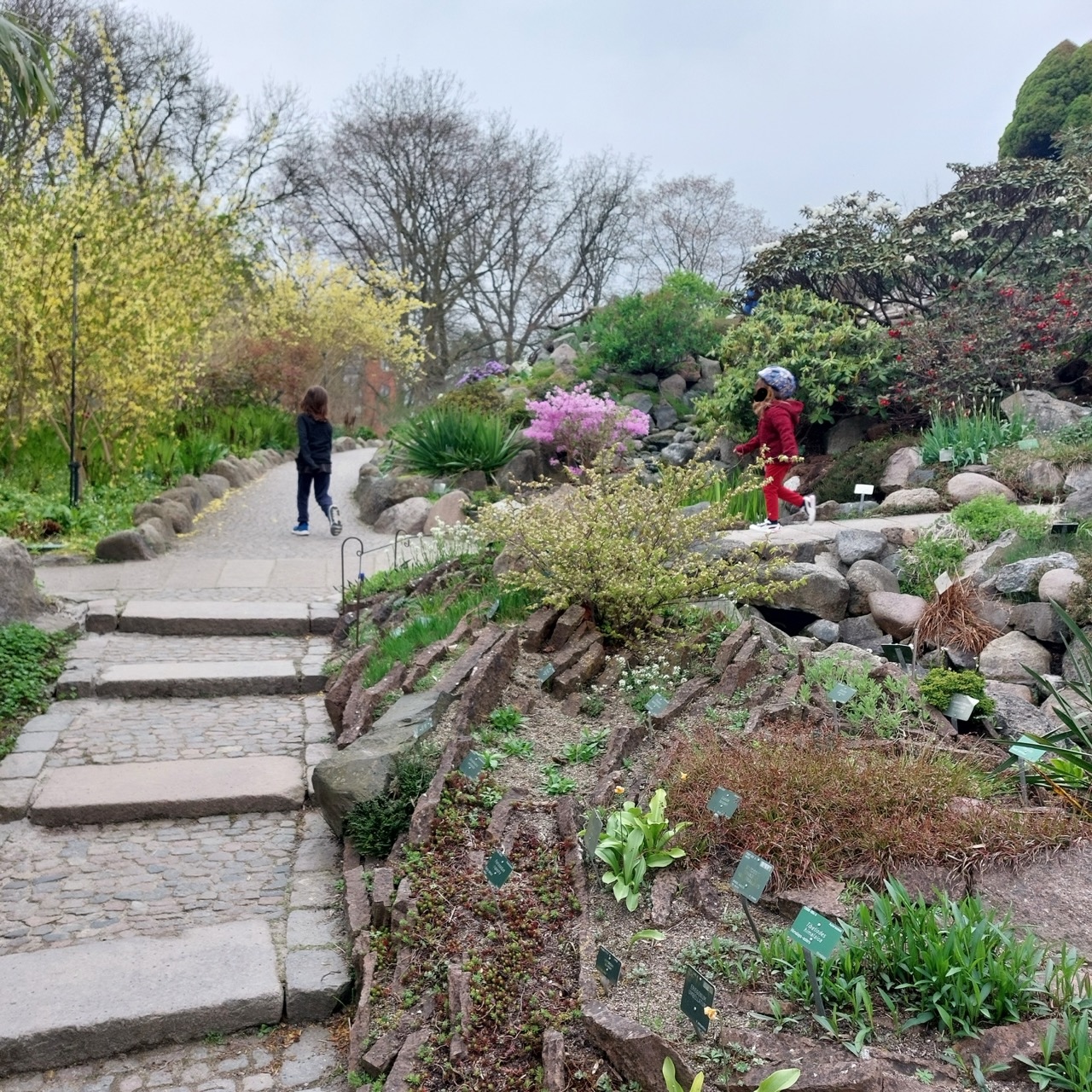 Cherry trees in full pink blossom lining a path in Langelinie Park in Copenhagen with people walking beneath them