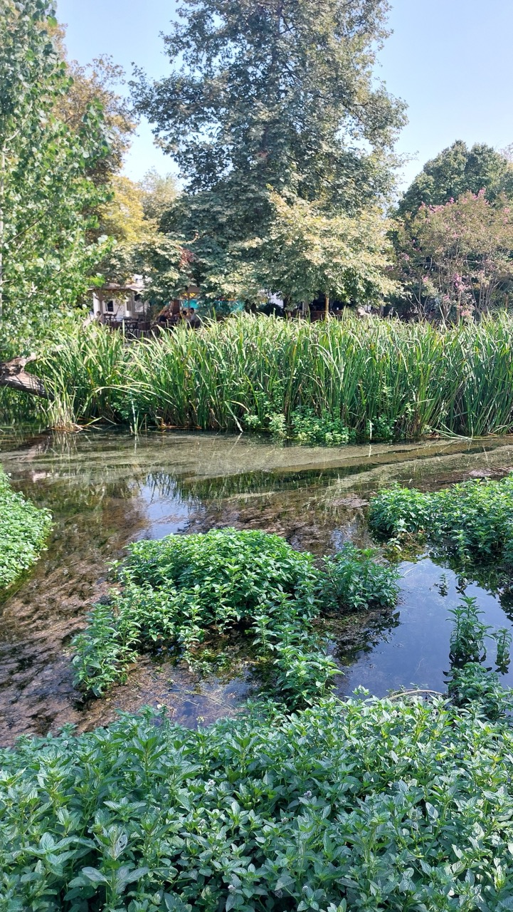 Wild reeds and mint growing in shallow crystal-clear spring water with cafe buildings and pink flowers visible in the distance