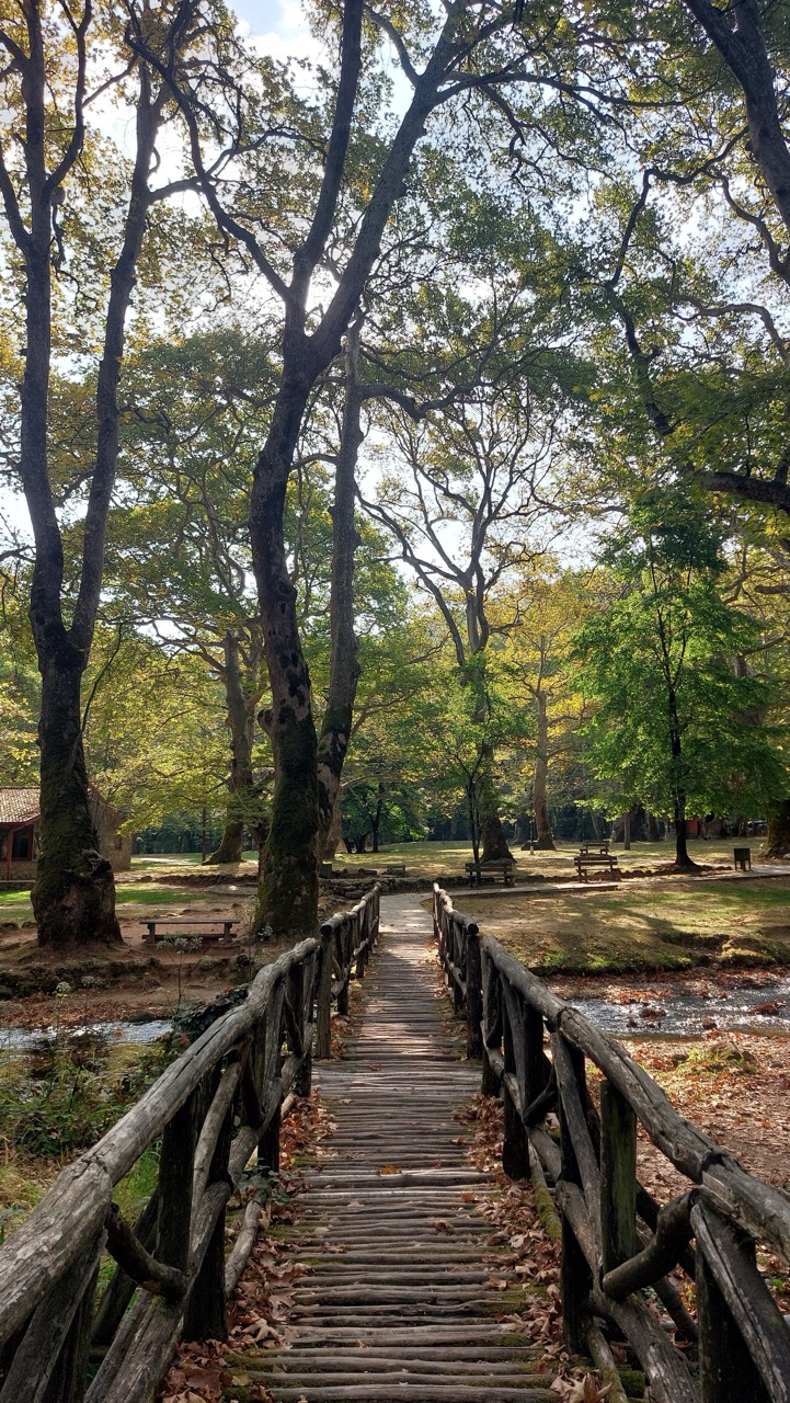 A rustic wooden bridge leading through a grove of enormous plane trees at the Alsos Agiou Nikolaou park near Naousa