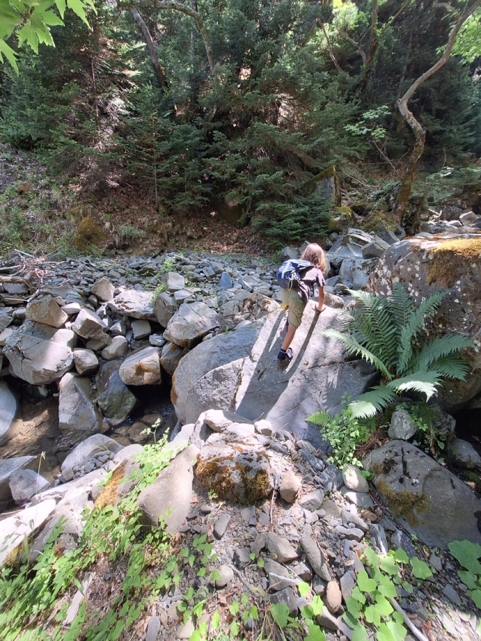 A child stepping across large boulders in a shaded ravine full of ferns