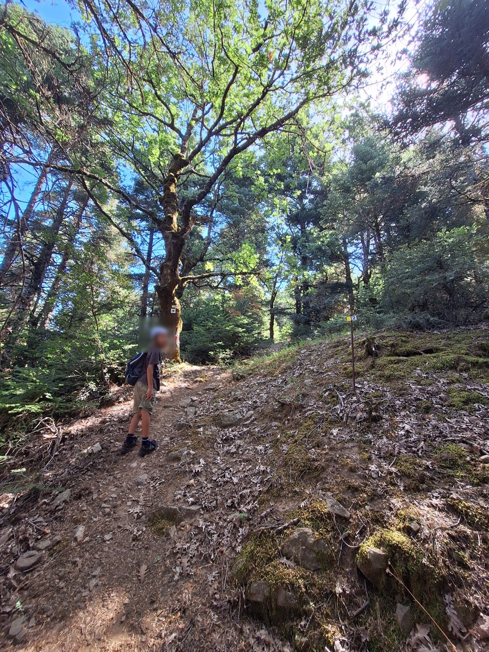 A child on a marked forest trail beneath a huge old oak tree with a trail blaze painted on its trunk