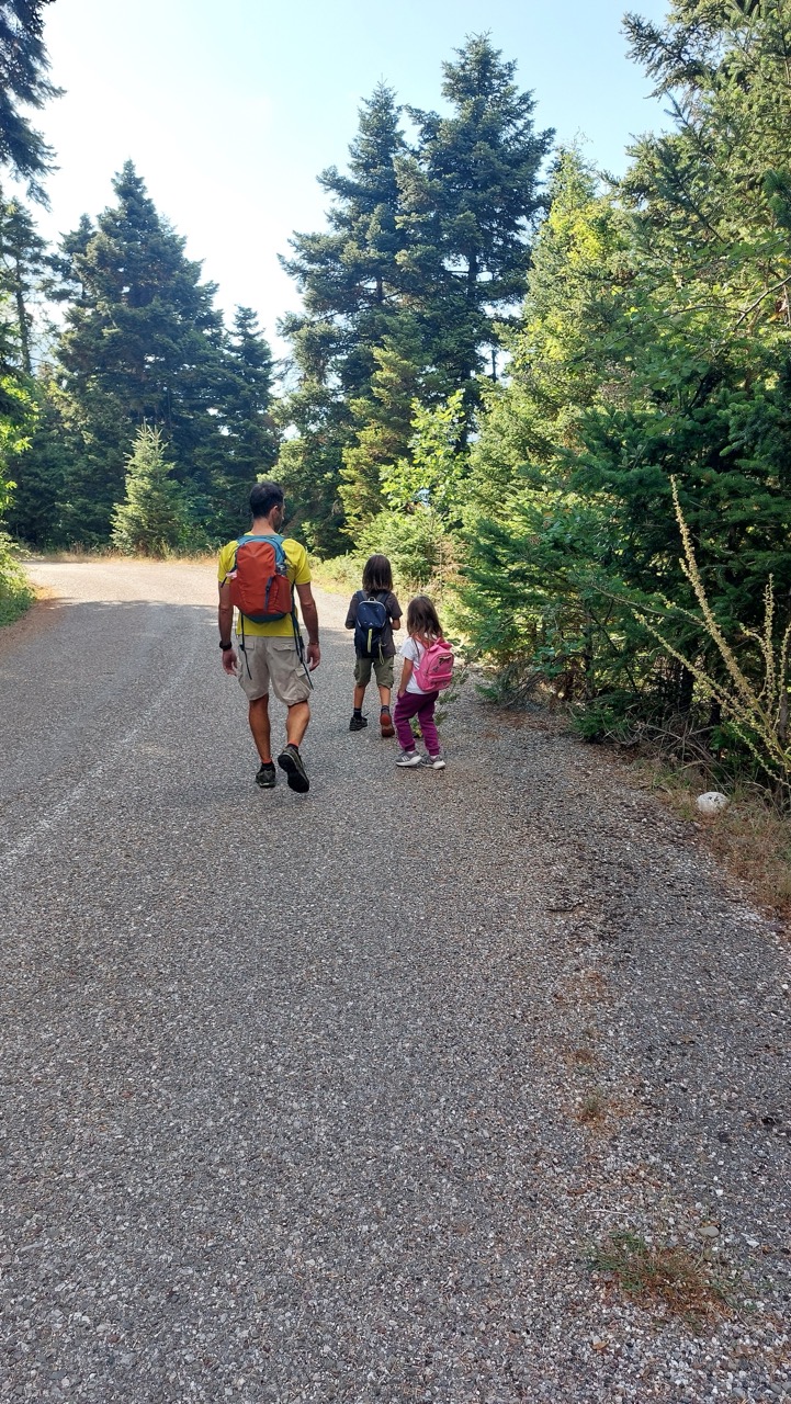 A father and two children walking a gravel forest road lined with fir trees