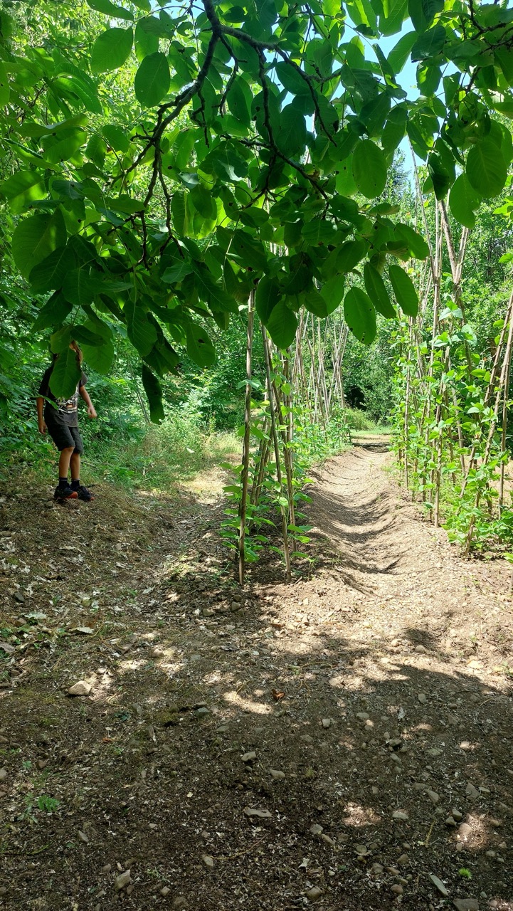 A child walking through a garden with rows of climbing beans under walnut branches