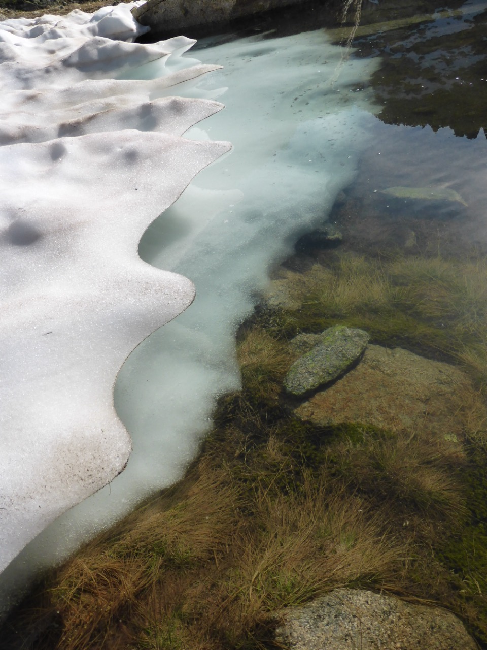 Melting snow at the edge of an alpine tarn — sculpted white snow banks giving way to clear water with grasses and moss visible under the surface
